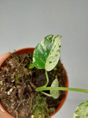 Monstera Jungle Mint