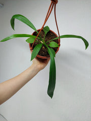 Anthurium Vittarifolium