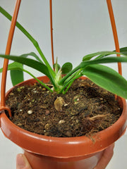 Anthurium Vittarifolium