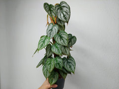 Philodendron Brandtianum