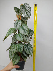Philodendron Brandtianum
