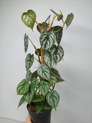 Philodendron Brandtianum