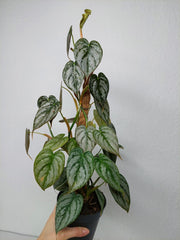 Philodendron Brandtianum