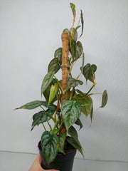 Philodendron Brandtianum
