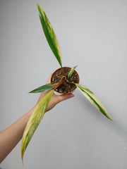Philodendron Caramel Marble Variegata