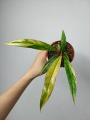 Philodendron Caramel Marble Variegata
