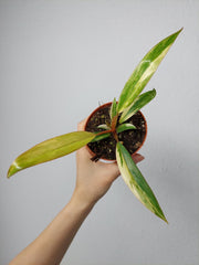 Philodendron Caramel Marble Variegata