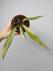 Philodendron Caramel Marble Variegata