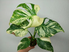Monstera Thai Creme Brulee