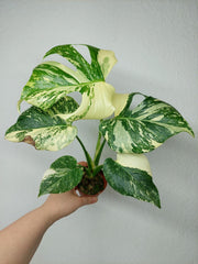 Monstera Thai Creme Brulee