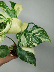 Monstera Thai Creme Brulee