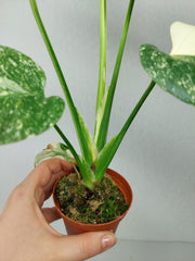 Monstera Thai Creme Brulee