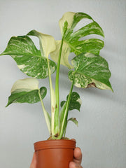 Monstera Thai Creme Brulee