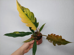 Philodendron Caramel Marble Variegata (zum aussuchen)