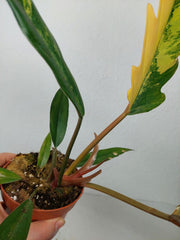 Philodendron Caramel Marble Variegata (zum aussuchen)