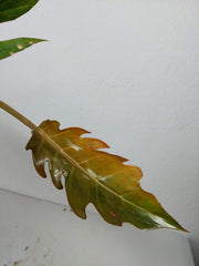 Philodendron Caramel Marble Variegata (zum aussuchen)