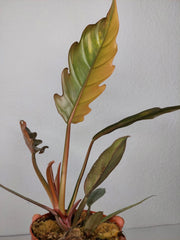 Philodendron Caramel Marble Variegata (zum aussuchen)