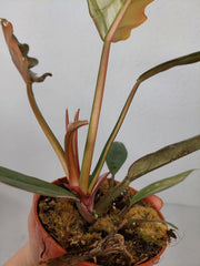 Philodendron Caramel Marble Variegata (zum aussuchen)