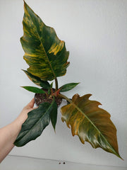 Philodendron Caramel Marble Variegata (zum aussuchen)