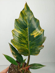 Philodendron Caramel Marble Variegata (zum aussuchen)