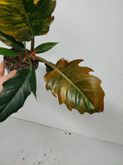 Philodendron Caramel Marble Variegata (zum aussuchen)