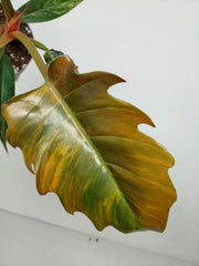 Philodendron Caramel Marble Variegata (zum aussuchen)