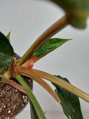 Philodendron Caramel Marble Variegata (zum aussuchen)
