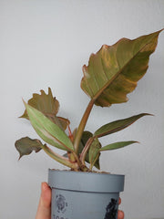 Philodendron Caramel Marble Variegata (zum aussuchen)