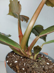 Philodendron Caramel Marble Variegata (zum aussuchen)