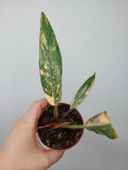Philodendron Caramel Marble Variegata (zum aussuchen)
