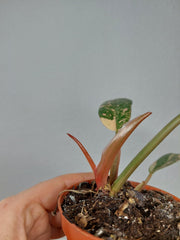 Philodendron Caramel Marble Variegata (zum aussuchen)
