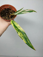 Philodendron Caramel Marble Variegata (zum aussuchen)