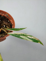 Philodendron Caramel Marble Variegata (zum aussuchen)