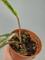 Philodendron Caramel Marble Variegata (zum aussuchen)