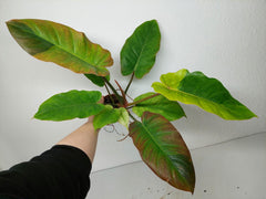 Philodendron Jungle Fever Variegata