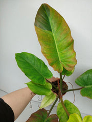 Philodendron Jungle Fever Variegata