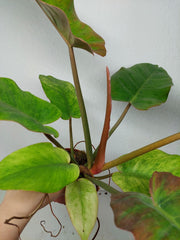 Philodendron Jungle Fever Variegata