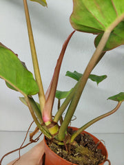 Philodendron Jungle Fever Variegata