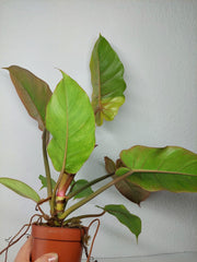 Philodendron Jungle Fever Variegata