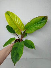 Philodendron Jungle Fever Variegata