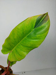 Philodendron Jungle Fever Variegata