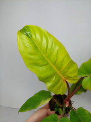 Philodendron Jungle Fever Variegata