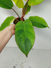 Philodendron Jungle Fever Variegata