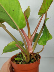 Philodendron Jungle Fever Variegata