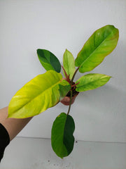 Philodendron Jungle Fever Variegata