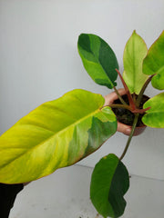 Philodendron Jungle Fever Variegata