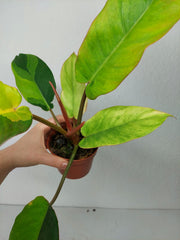 Philodendron Jungle Fever Variegata