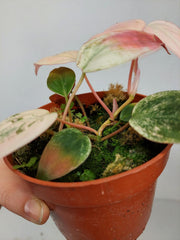 Philodendron Micans Pink Marble
