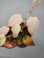 Philodendron Micans Pink Marble