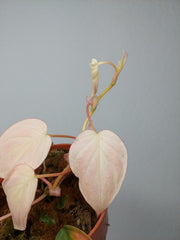 Philodendron Micans Pink Marble